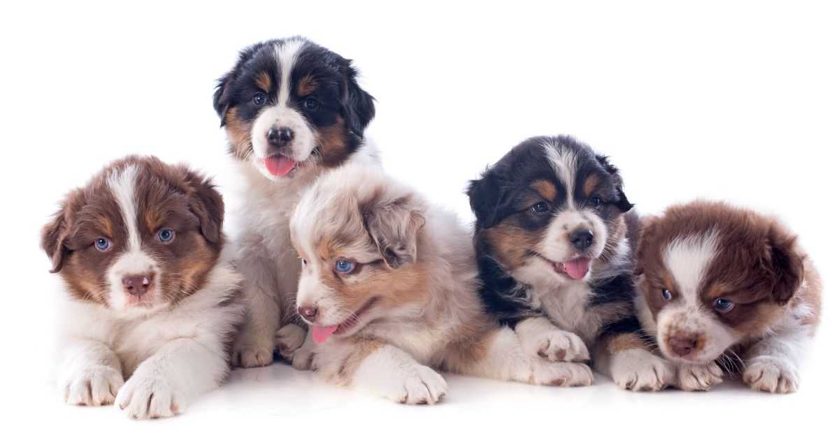 Cachorro Filhote: Quais os Cuidados e Alimentação Adequada?